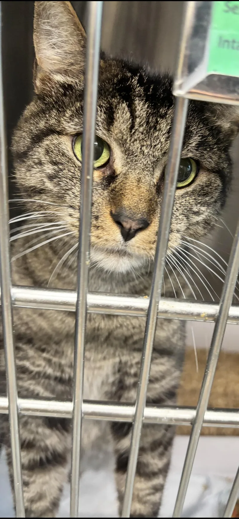 An adult medium-sized male Tabby (Brown / Chocolate) Domestic Short Hair cat named Hickory for adoption in Edison, NJ