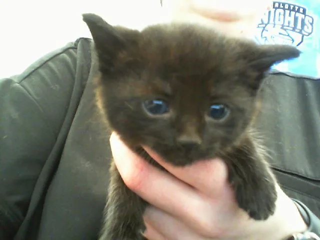 A baby small-sized female Domestic Short Hair cat named Wanda for adoption in Charlotte, NC
