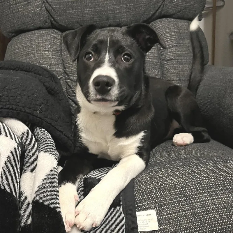 A young medium-sized male Black Feist dog named Prance D for adoption in Minnetonka, MN
