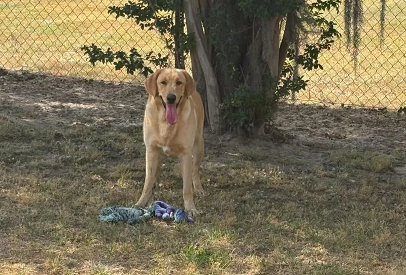 Ryder