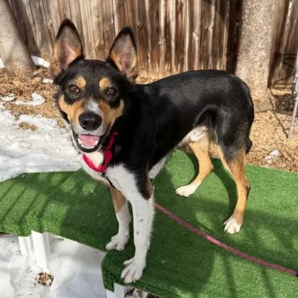 Bobby Newport thumbnail 3