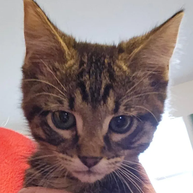 A baby small-sized male Gray / Blue / Silver Domestic Short Hair cat named Lupine for adoption in Grinnell, IA