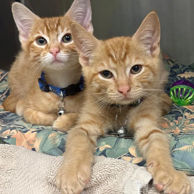 A baby small-sized male Orange / Red Domestic Short Hair cat named Duke for adoption in East Hanover, NJ