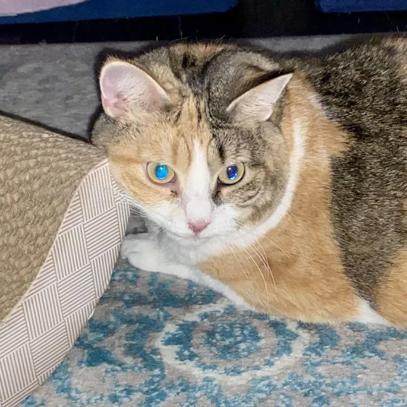 An adult extra large-sized female Domestic Short Hair cat named Sheba for adoption in Cumming, GA