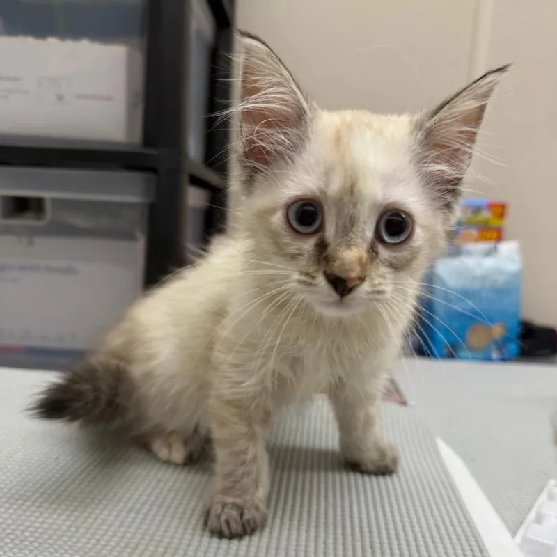 A baby small-sized female White Domestic Medium Hair cat named Mop for adoption in Morganton, NC