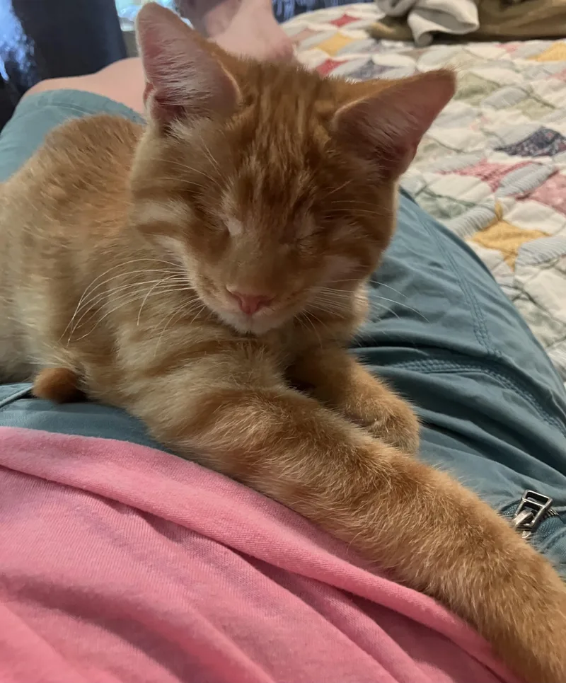 A baby medium-sized male Tabby (Orange / Red) Domestic Short Hair cat named Waffles for adoption in Hillsboro, OR
