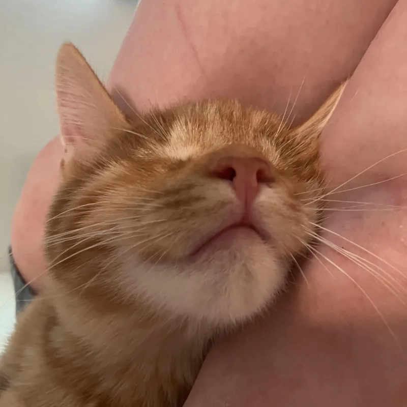 Waffles thumbnail 3