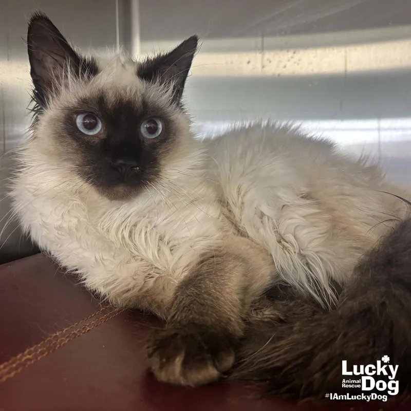 An adult medium-sized male Buff / Tan / Fawn Himalayan cat named Boone for adoption in Washington, DC