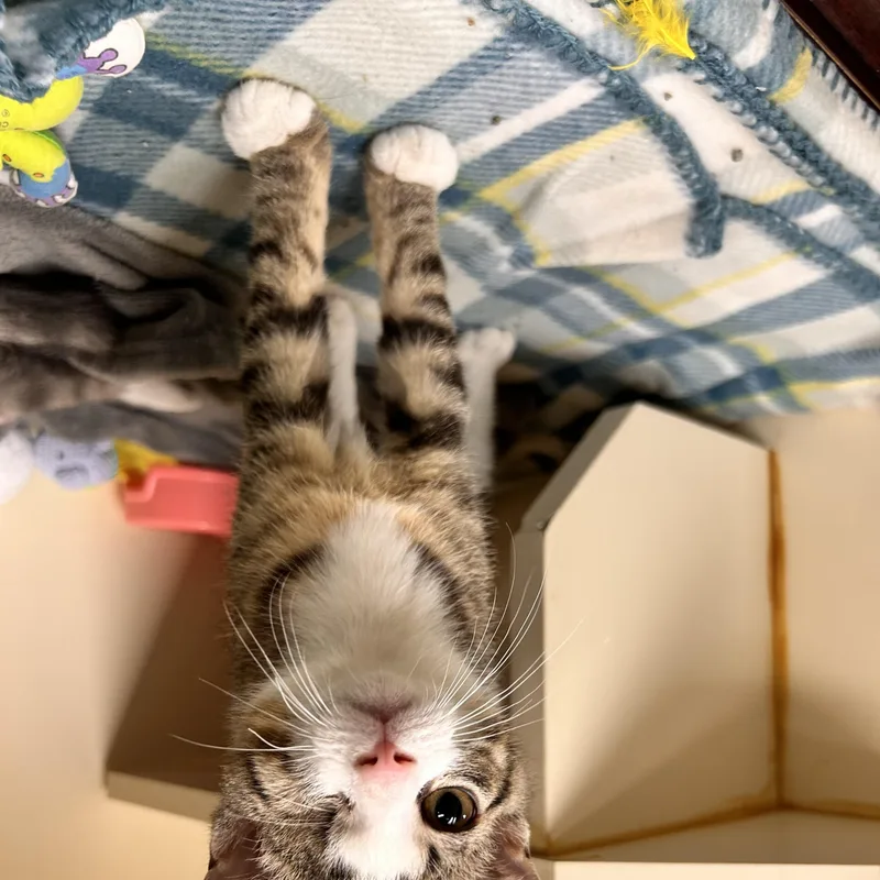 A baby small-sized male Tabby (Brown / Chocolate) Domestic Short Hair cat named Takis for adoption in Myerstown, PA