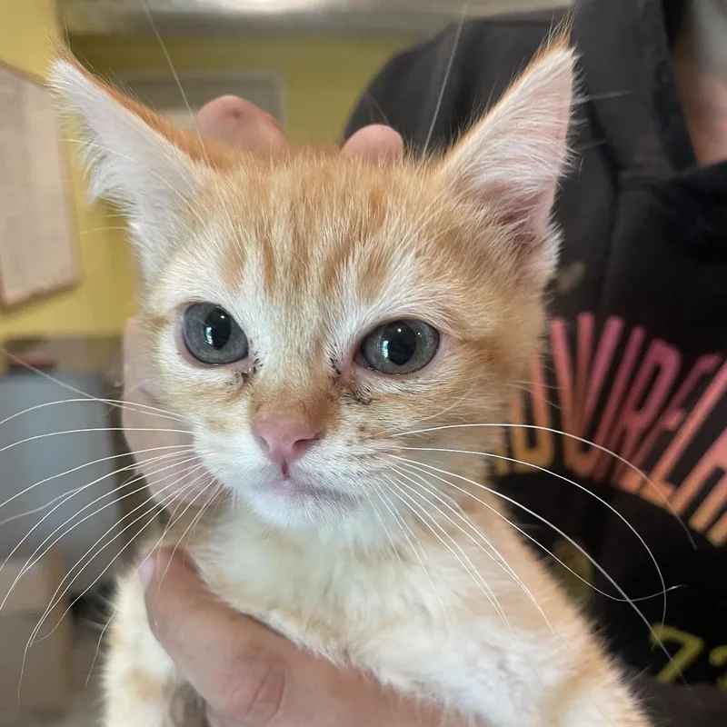 A young small-sized female Orange / Red Domestic Short Hair cat named Sage for adoption in West Des Moines, IA