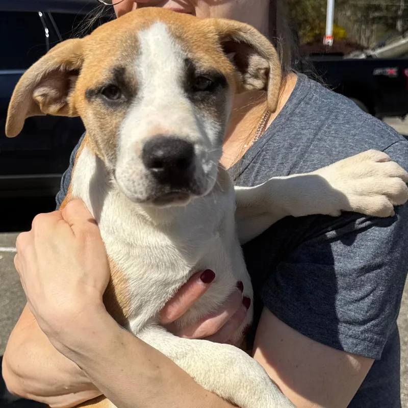 A baby large-sized male Yellow / Tan / Blond / Fawn Treeing Walker Coonhound dog named Ny Linden Avail Apr for adoption in Stormville, NY