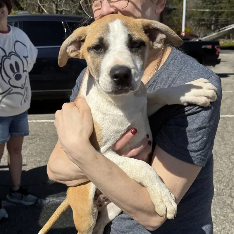 Ny Linden Avail Apr thumbnail 3