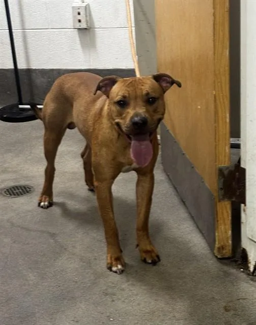An adult medium-sized male Pit Bull Terrier dog named Russ for adoption in Upper Marlboro, MD