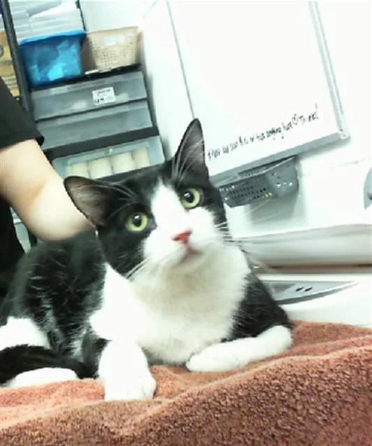 An adult medium-sized male Domestic Short Hair cat named Benitoite for adoption in Albuquerque, NM