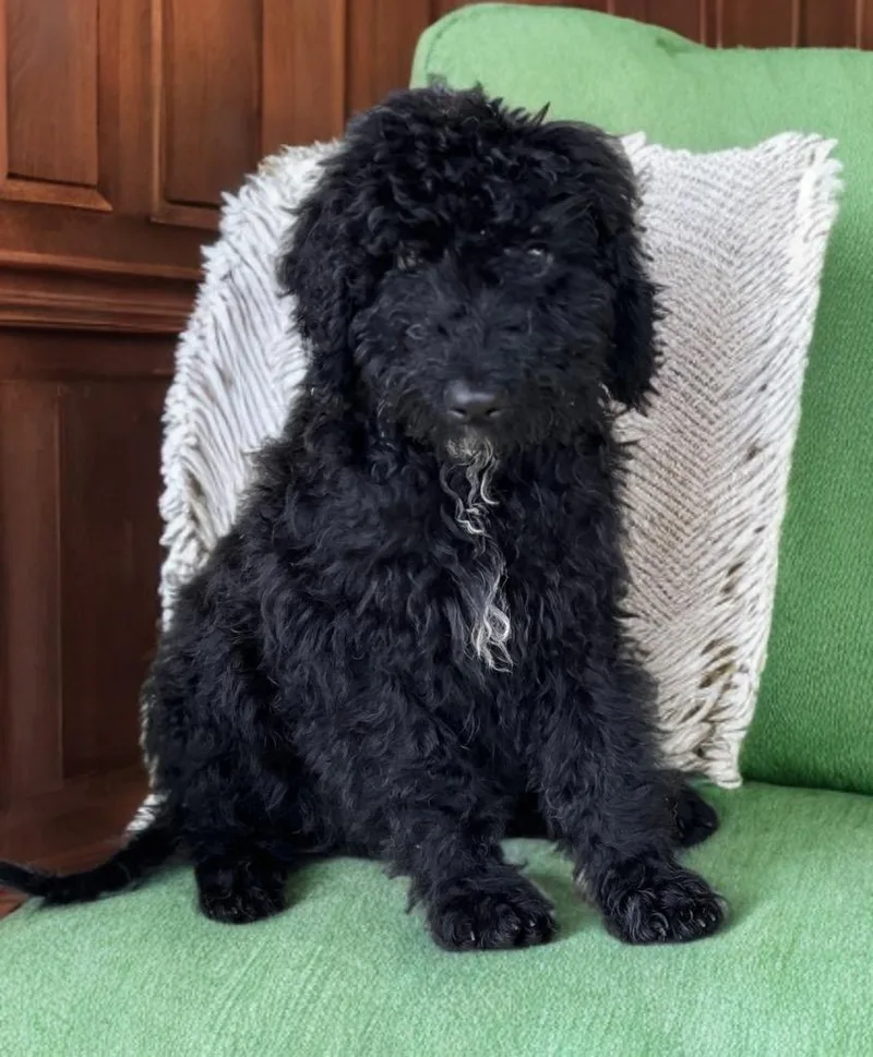 A baby small-sized male Poodle dog named Enzo for adoption in Dalton, GA