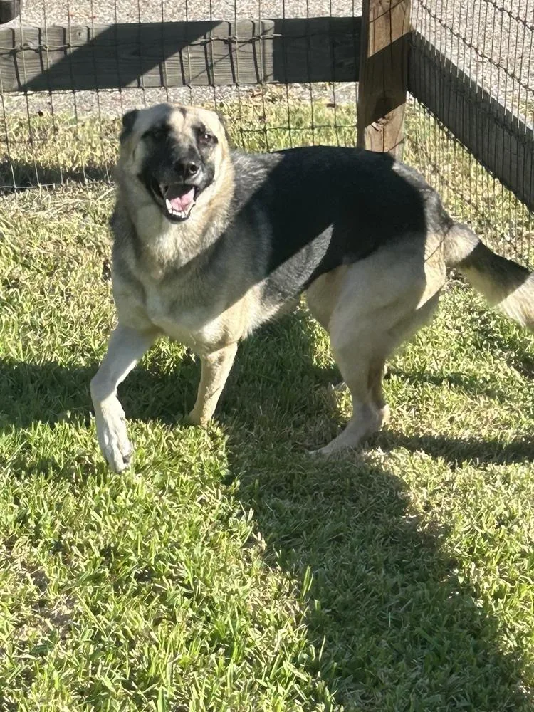 An adult large-sized female Brown / Chocolate German Shepherd Dog named Dolly for adoption in Houston, TX