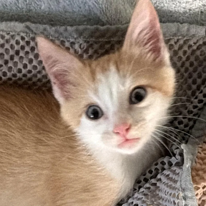 A baby small-sized male Orange / Red Domestic Short Hair cat named Zenadia Dove for adoption in Austin, TX