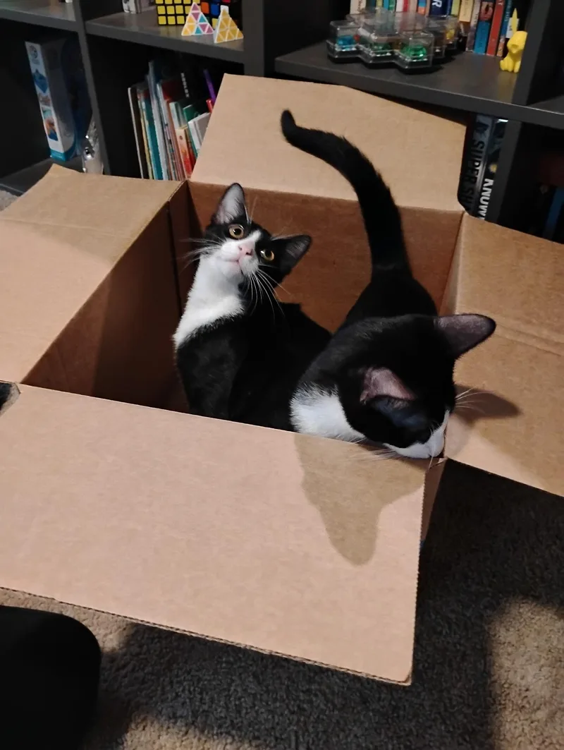 A young medium-sized male Black & White / Tuxedo Domestic Short Hair cat named Poptart for adoption in St. Charles, IL