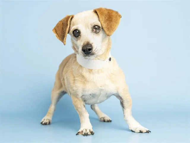 An adult small-sized female Chihuahua dog named Monsoon for adoption in Phoenix, AZ