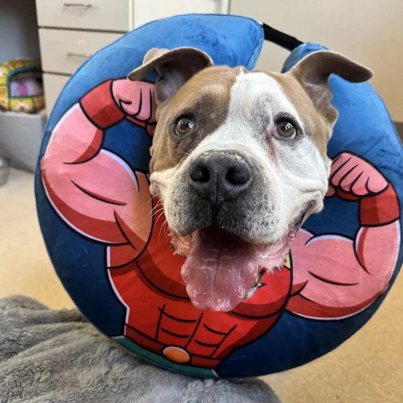 A senior large-sized male Yellow / Tan / Blond / Fawn Staffordshire Bull Terrier dog named Rocky for adoption in Branford, CT