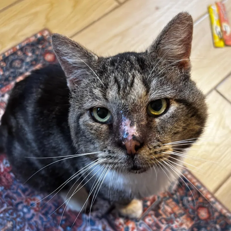 A senior large-sized male Brown / Chocolate Domestic Short Hair cat named Captain Winston Mooty for adoption in Miami, FL