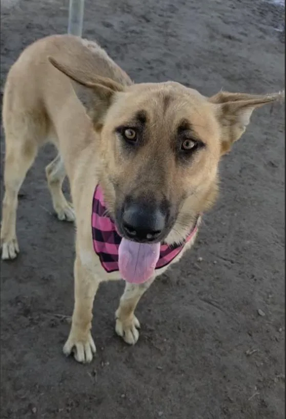 A young large-sized female Shepherd dog named Ruth for adoption in Davis, CA