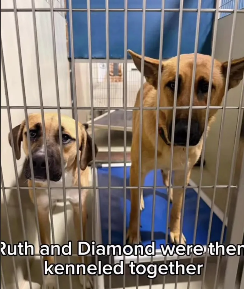 Ruth thumbnail 4