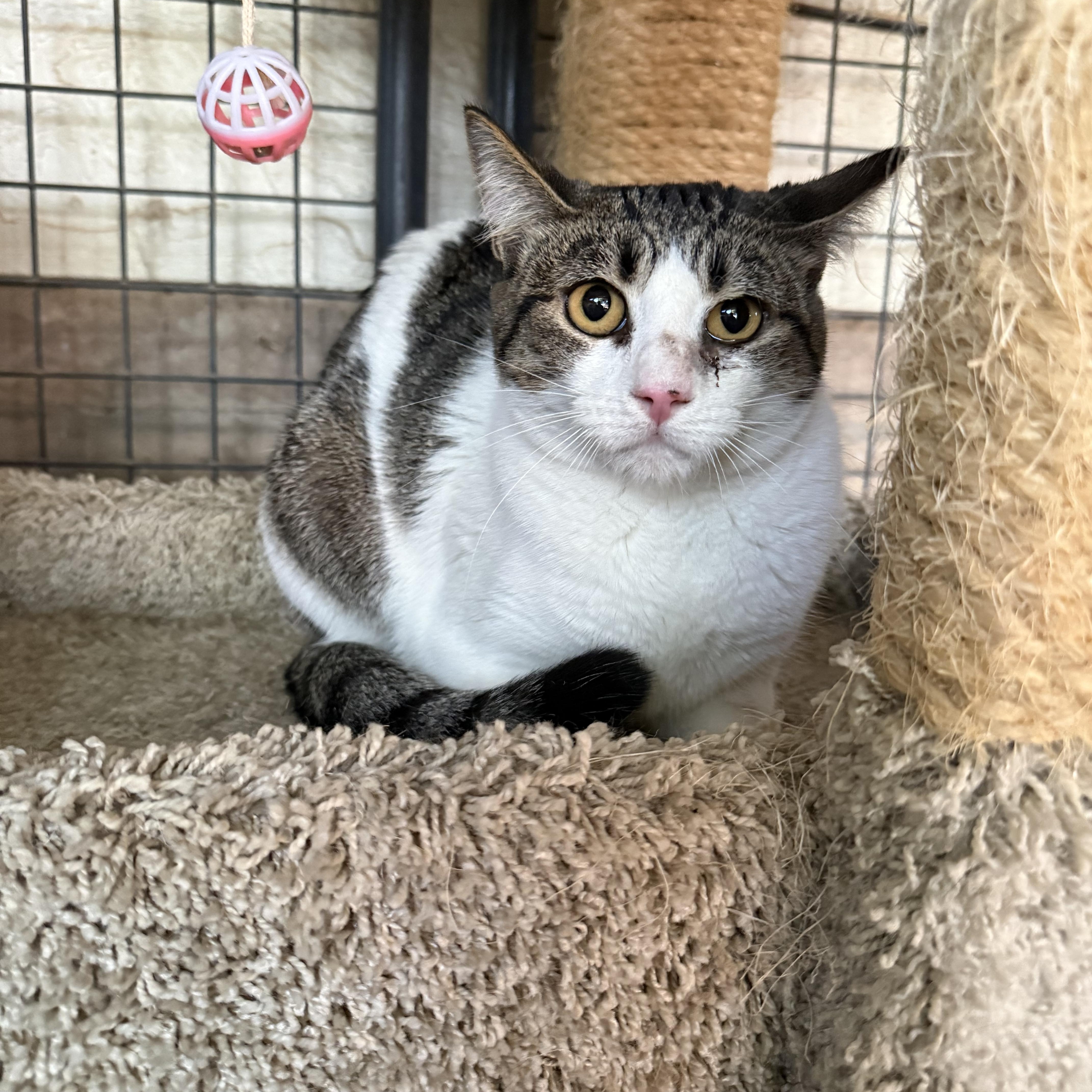 An adult small-sized female Gray & White Domestic Short Hair cat named Mew Too for adoption in Marana, AZ