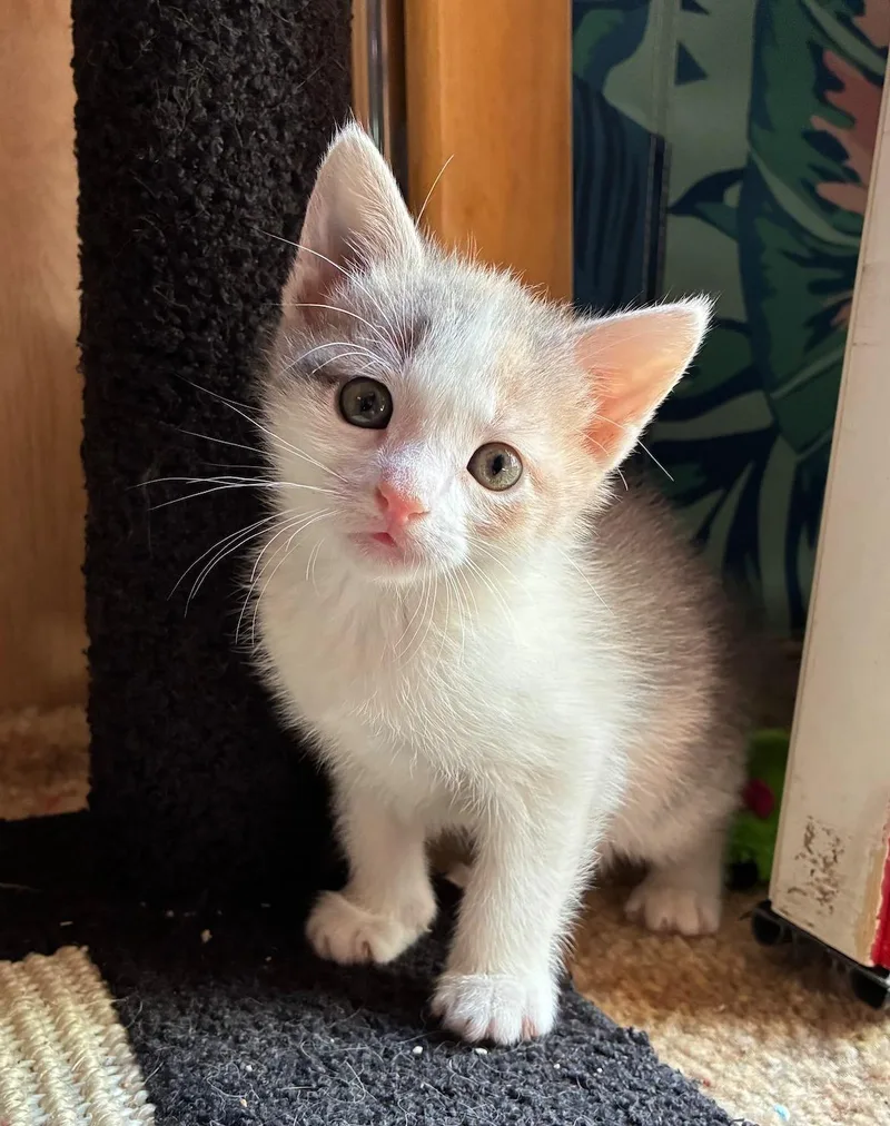 A baby small-sized female Dilute Calico Dilute Calico cat named Cat Purrnicus for adoption in Bayonne, NJ