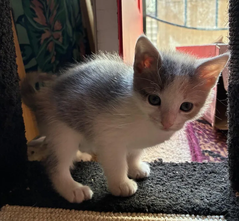 Cat Purrnicus thumbnail 2