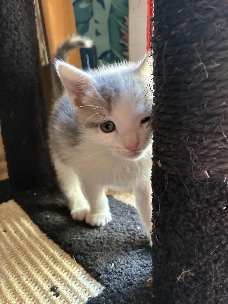 Cat Purrnicus thumbnail 3