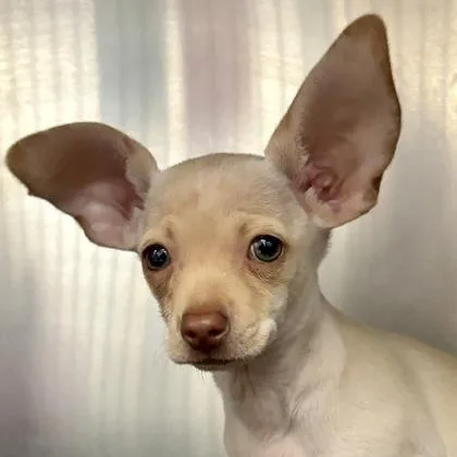 A baby small-sized female Chihuahua dog named Cowboy Ranch for adoption in Sacramento, CA