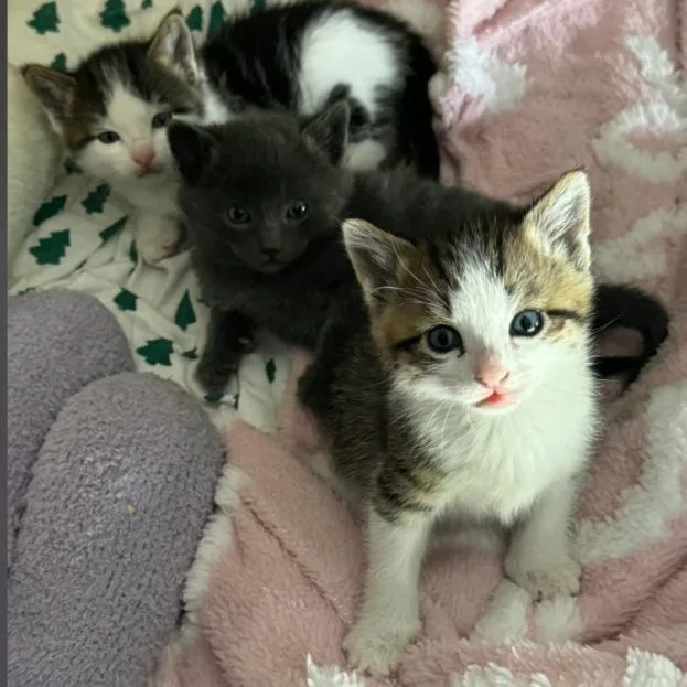 A baby small-sized male Gray / Blue / Silver Domestic Short Hair cat named Aioli for adoption in Layton, UT