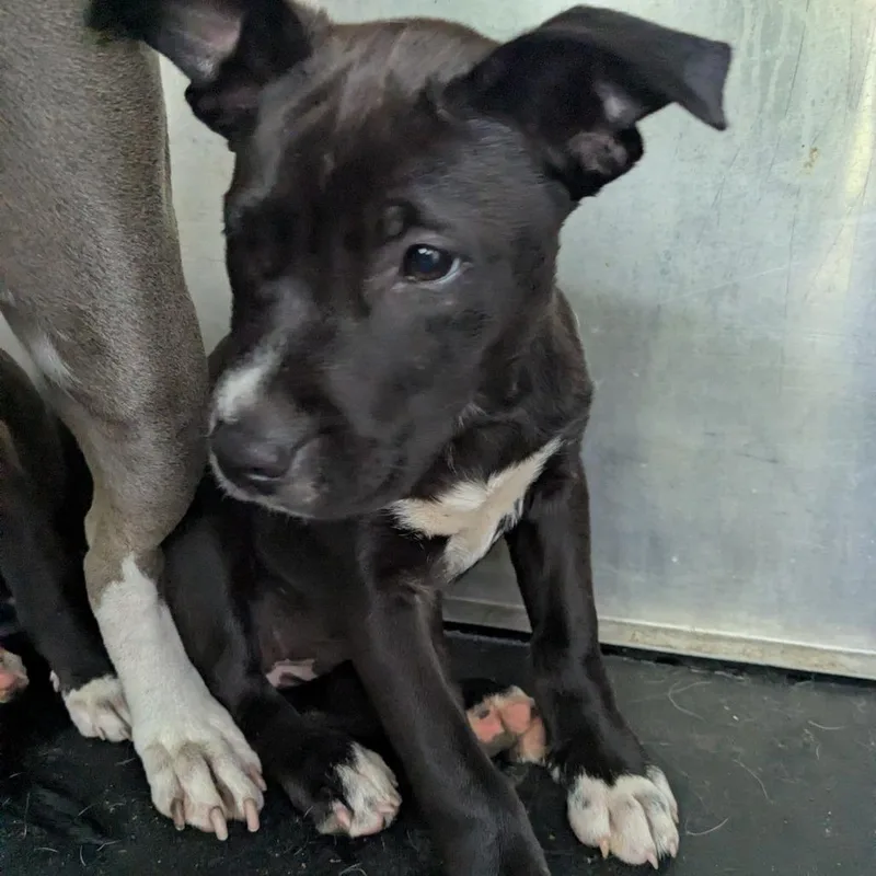 A baby small-sized female Black Pit Bull Terrier dog named Bubbles for adoption in Birmingham, AL