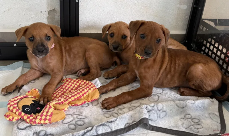 A baby medium-sized male Golden Yellow Labrador Retriever dog named Emoji  The Little for adoption in Carolina, PR