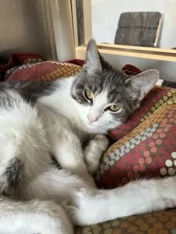 A baby medium-sized female Domestic Short Hair cat named Scrunchie for adoption in Murphy, TX