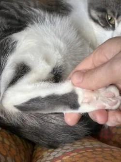 Scrunchie thumbnail 2