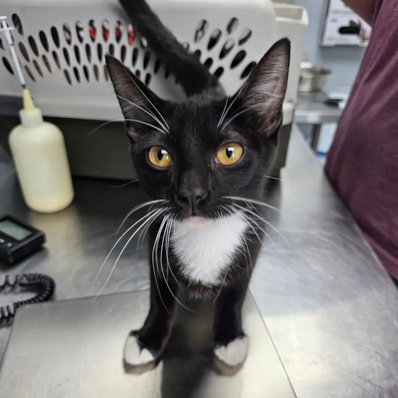 A baby small-sized male Black Domestic Short Hair cat named Damon for adoption in Duncan, OK
