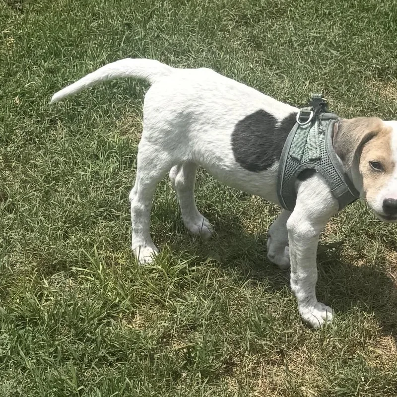 A young medium-sized female Apricot / Beige Beagle dog named Miley for adoption in Calabash, NC