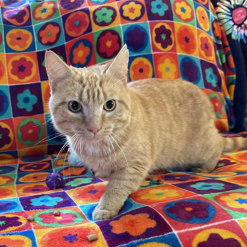An adult medium-sized male Orange / Red Tabby cat named Redmond for adoption in Scranton, PA