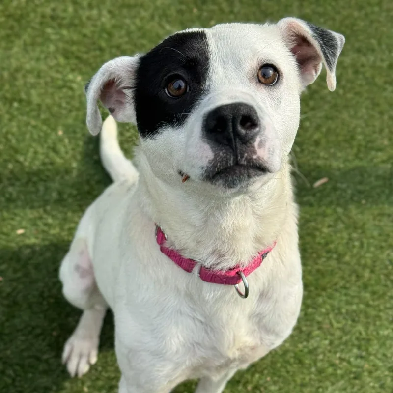 A young medium-sized male White / Cream Terrier dog named Lewis for adoption in Manhasset, NY