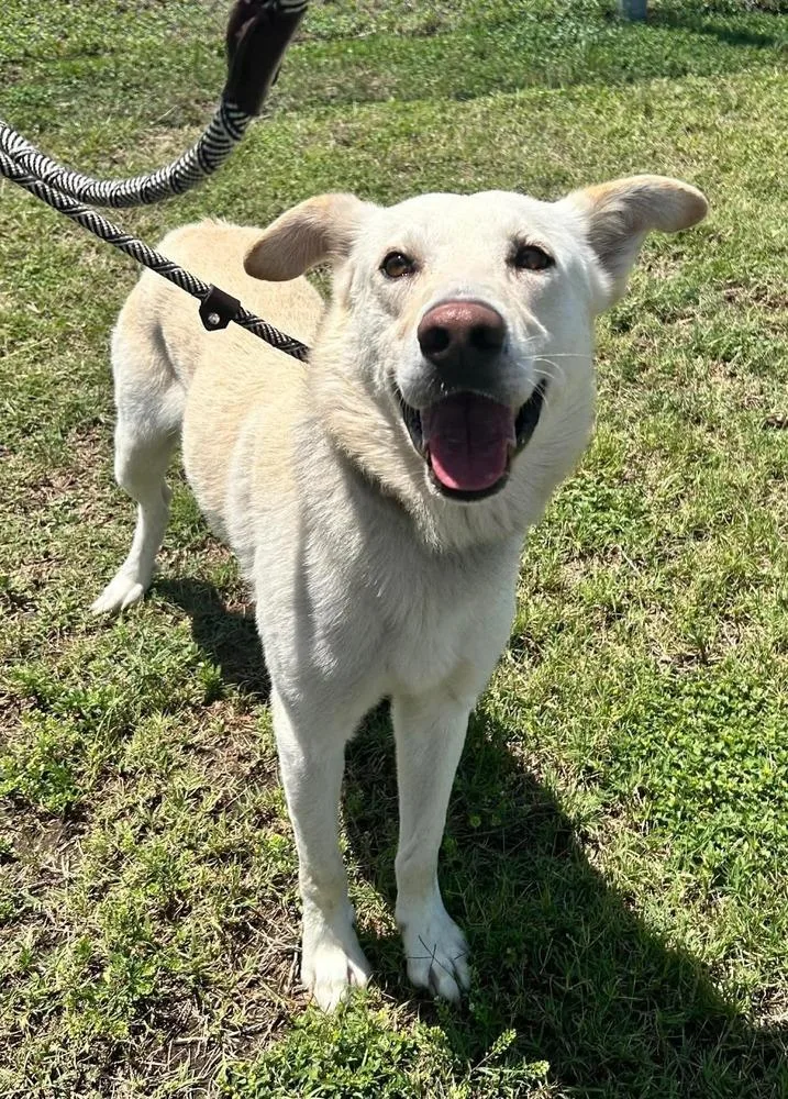 A young large-sized male White / Cream Mixed Breed dog named Jude for adoption in Scott, LA