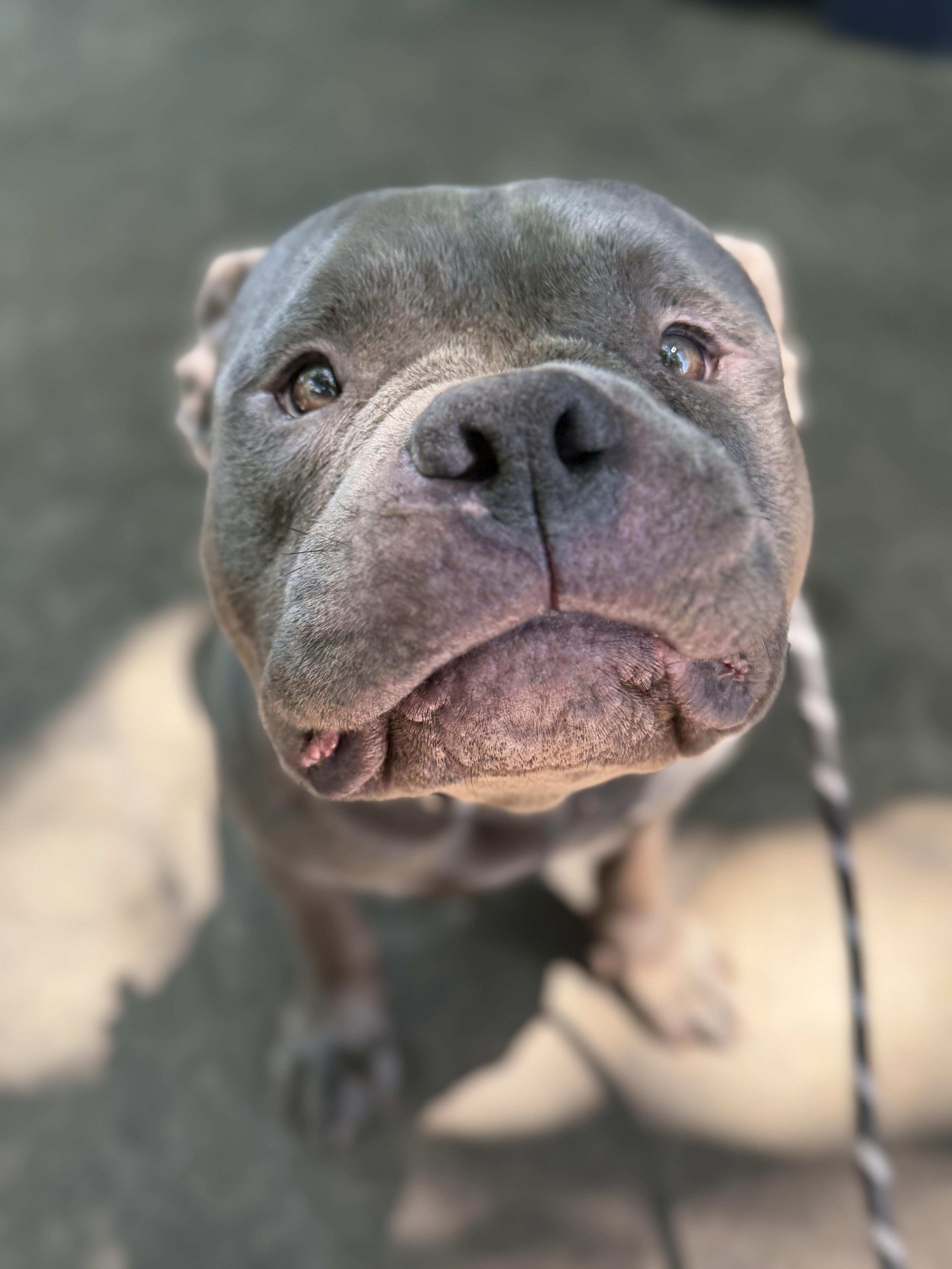 An adult large-sized male Gray / Blue / Silver Pit Bull Terrier dog named Sulley for adoption in Raytown, MO