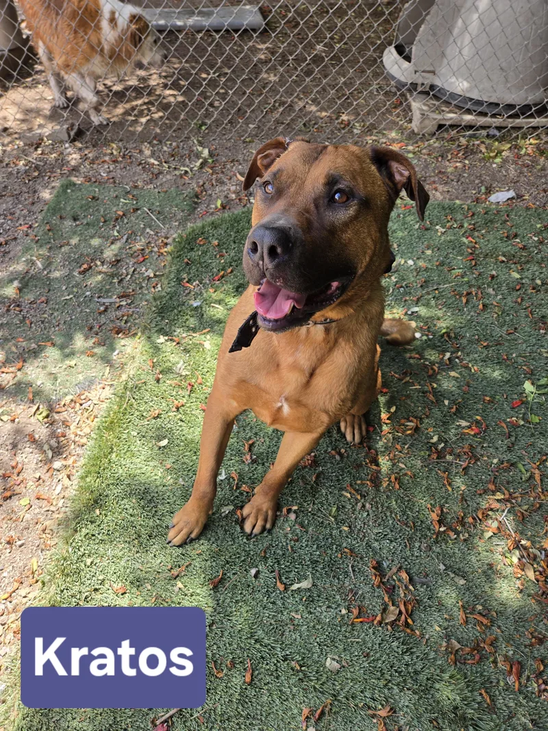 An adult extra large-sized male Red / Chestnut / Orange Mastiff dog named Kratos for adoption in Nogales, AZ