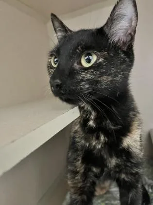 A young small-sized female Domestic Short Hair cat named Cattarina for adoption in Columbus, IN