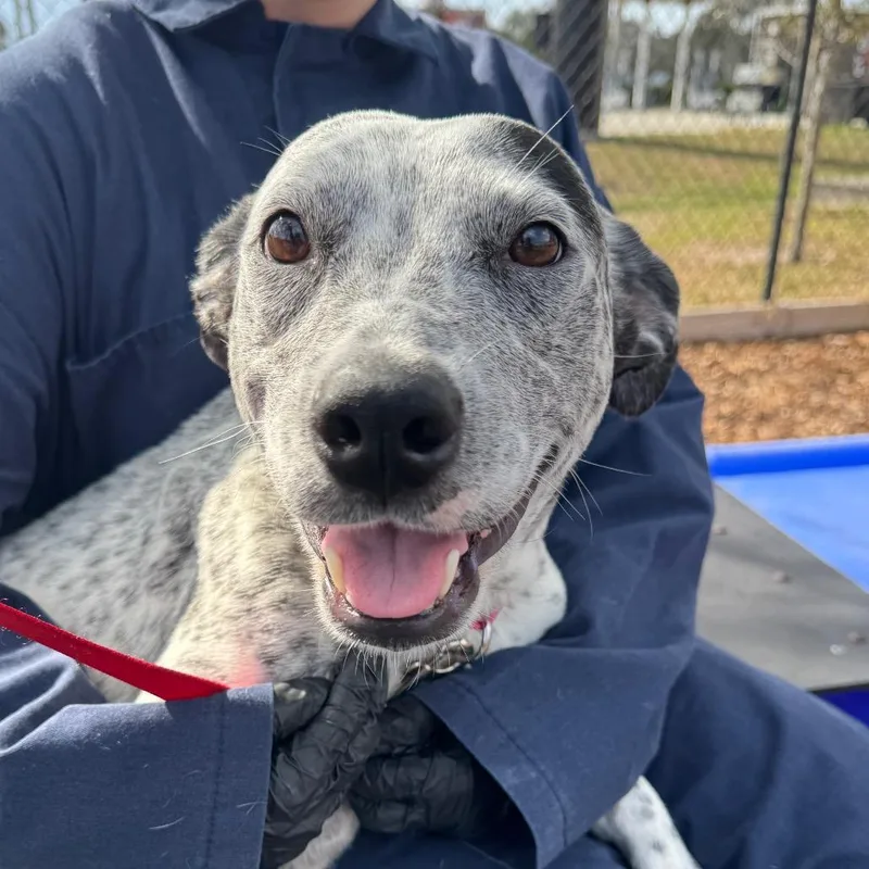 An adult medium-sized female White / Cream Cattle Dog dog named Kellogg for adoption in West Palm Beach, FL
