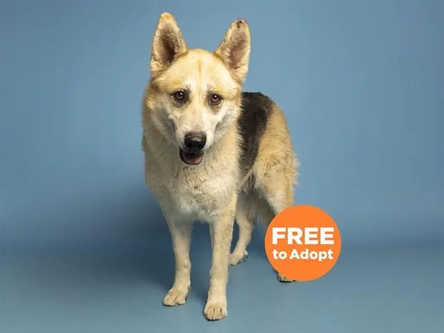 An adult large-sized female German Shepherd Dog dog named Haro for adoption in Phoenix, AZ