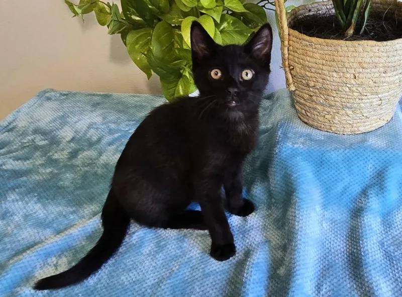 A baby medium-sized male Domestic Short Hair cat named Kodiak for adoption in Shelton, WA