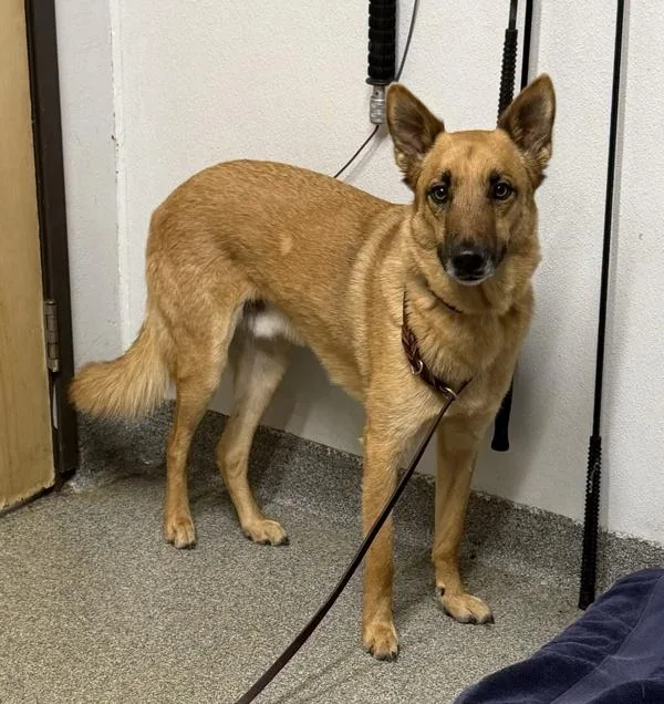 An adult medium-sized male Belgian Shepherd / Sheepdog dog named Apollo for adoption in Escondido, CA