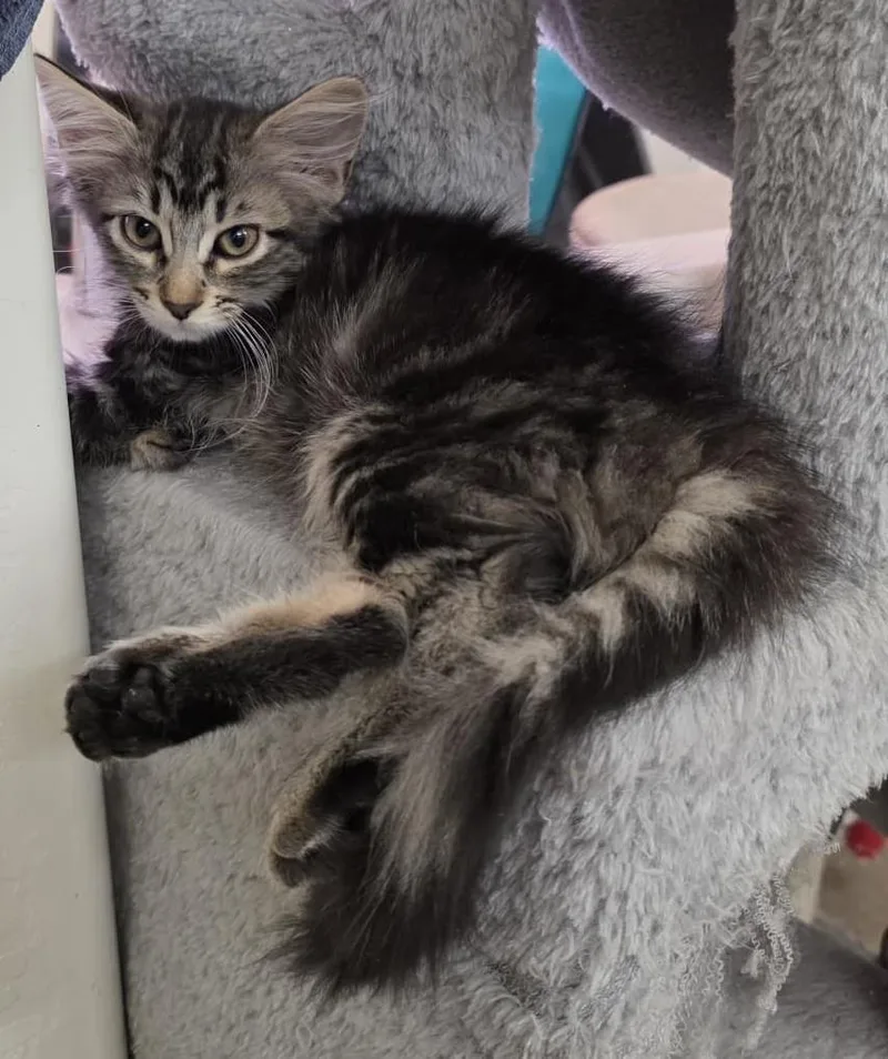 A baby small-sized female Domestic Long Hair cat named Nane Nambari for adoption in Chandler, AZ